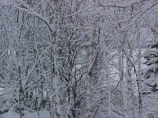 Outside my place Feb. Morning