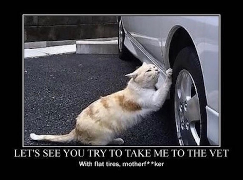 Let-Me-See-You-Try-To-Take-Me-To-The-Vet-With-Flat-Tires