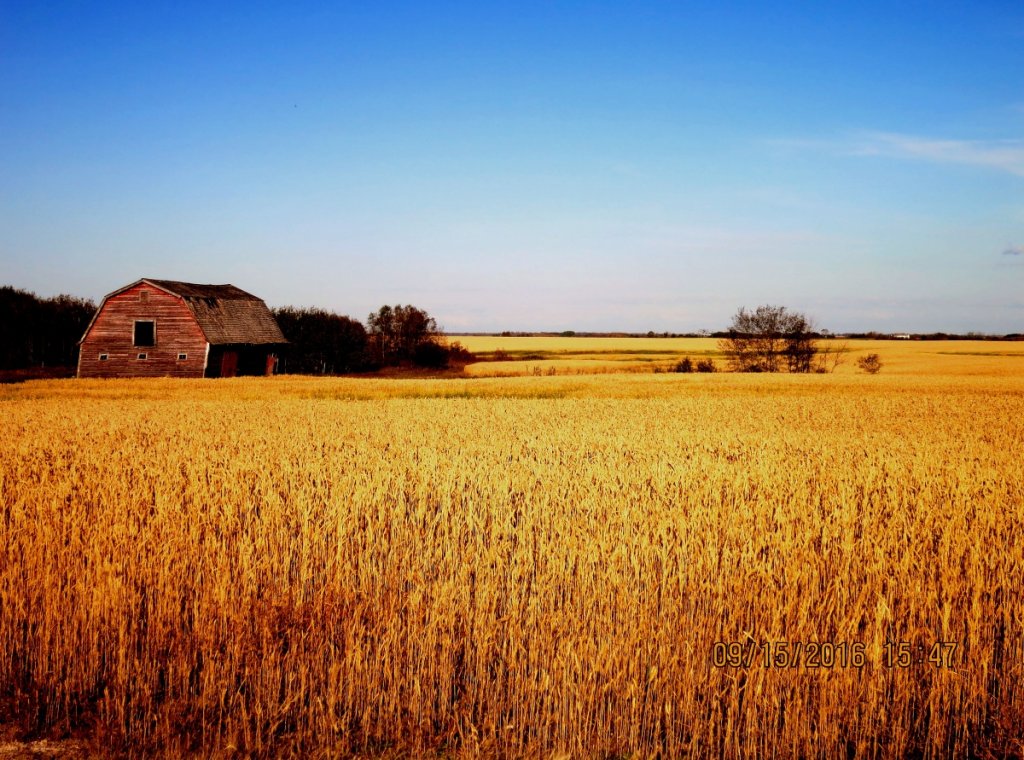 Leslie, SK. 2016 Harvest