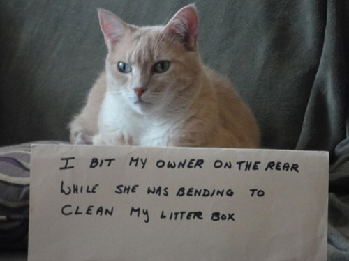catshame3