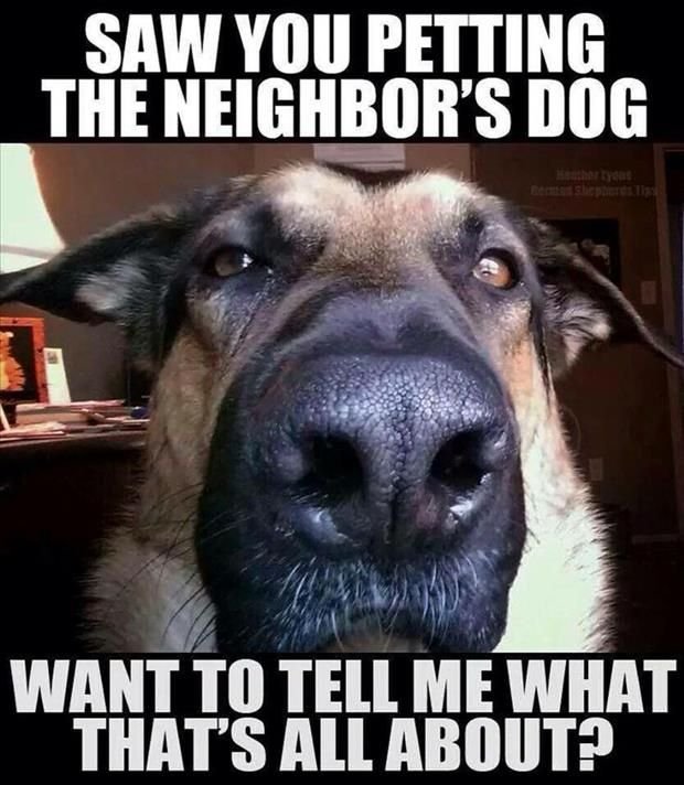 Silly-Animal-Memes