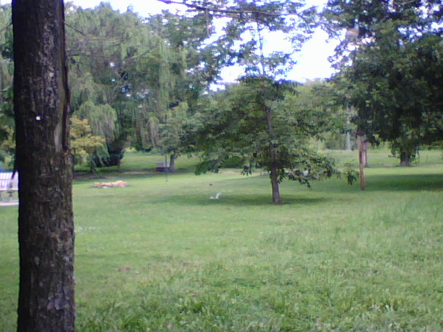 White squirrel under tree