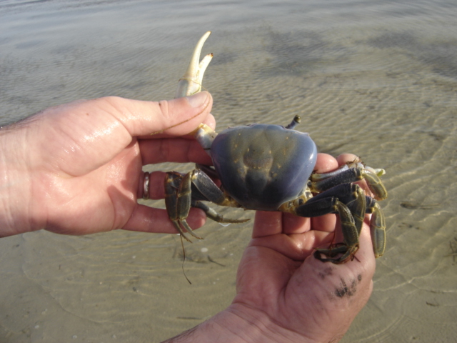 Very cool crab!