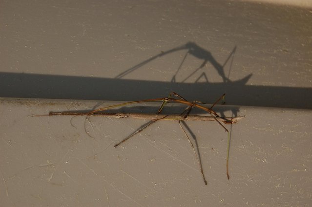 Walking sticks ;) - "Do not disturb"