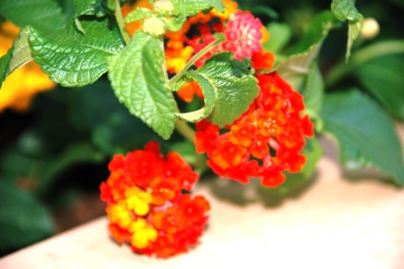 D 70S pics 005