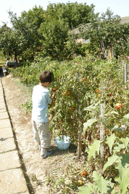 Picking tomatoes