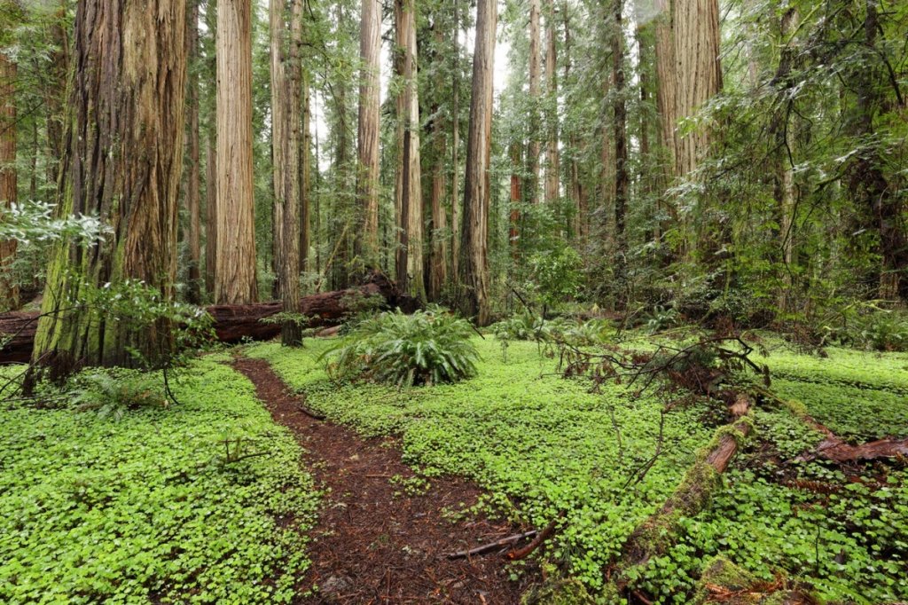 Sorrel carpet in the redwood forest on a rainy spring day.