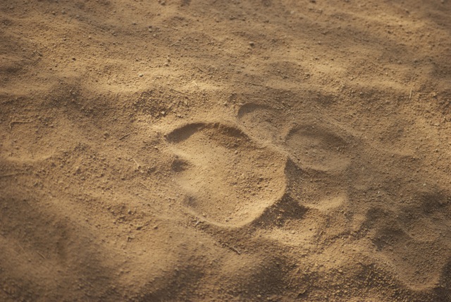 fresh lion track - You always learn something new. All cats have three lobes on their feet (on the left side), dogs have only 2. This track was very fresh but we still failed to find the lion in question.