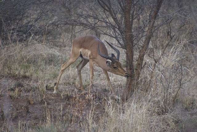 Impala buck - This buck is dining on the small fresh shoots of this tree. We were in Madikwe just on the threshold between winter and spring.