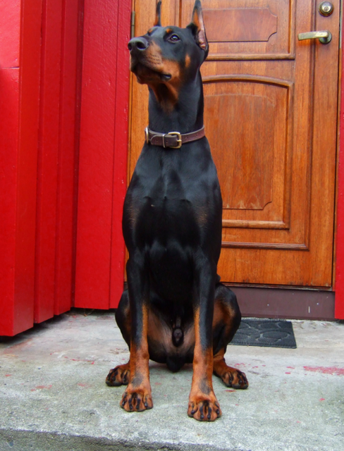 Look of power No.2 - None shall pass... hehe!
THis dog is still just 11 months. But is starting to
get that "look of power" thing in his eyes... 
Awesome!!! 
This animal is very self-assured! 
He is also starting to develop a distinct circle of people who
are "accepted", luckily I'm in this circle! Yes!! 
He's now just as large as his father, and it seems like he might grow a bit bigger still!
This is going to be one giant Dobermann!! 
It's not so easy to see on this low quality picture, but he has a coat as shiny as polished lava rock!
These days he runs a lot in marshes, building the tendon strength and running endurance. 
And he can jump! 4 feet straight up into the air from a "sit" here the other day! Bounce bounce! 
Check out the muscle bulk on this boy! His feed is highly specialized to cope with his training and level of energy,
which after all is very high. This is NOT a family dog, it's a work dog! He's very full of life this one! 
A small nuke with a nose I'd say! Heh!
Is now more than 100 lbs heavy!!!