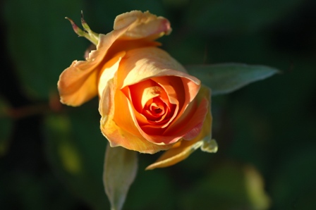Pictures of Nikon 60mm 2 8D lens 022