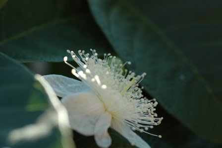 Pictures of Nikon 60mm 2 8D lens 005