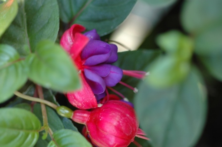 Pictures of Nikon 60mm 2 8D lens 026