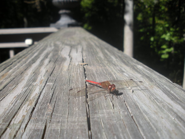 (Untitled)