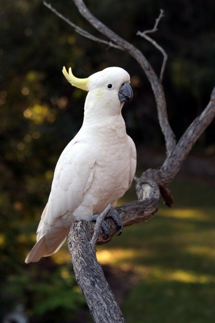 sulphur crested cockatoo