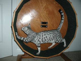 catwheel