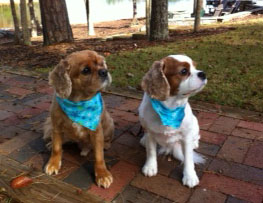 Our 2 Cavalier King Charles