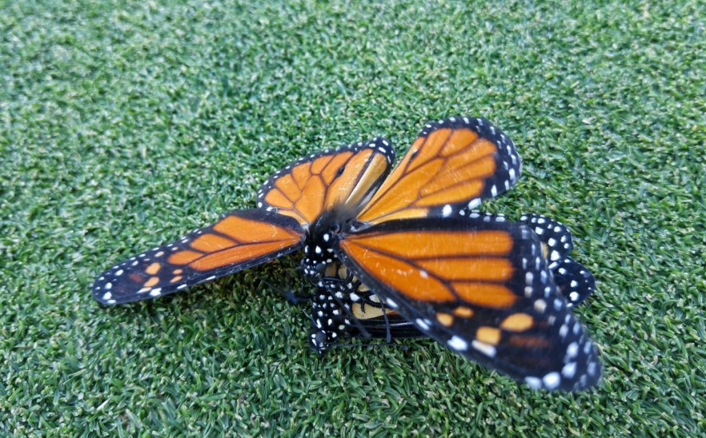 Getting Busy on the Putting Green