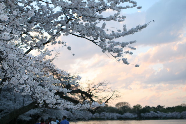 Tidal Basin Cherry Blossom - 2008