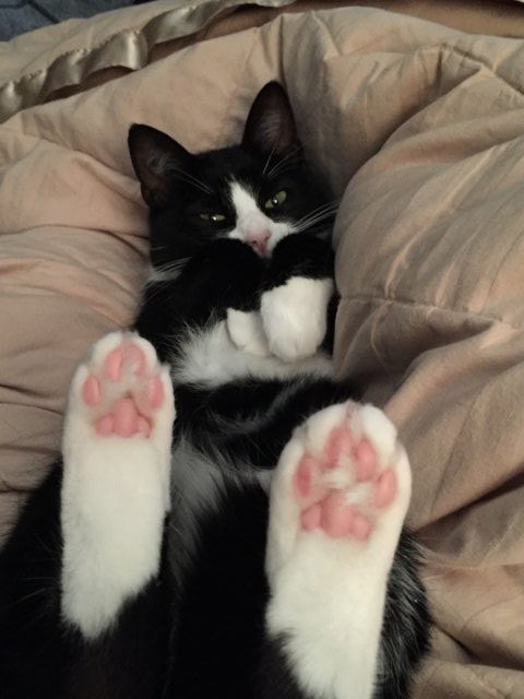 Syzygy kitty