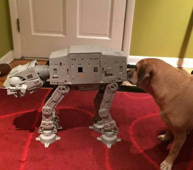 dog