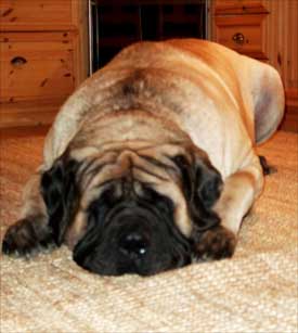 English Mastiff, named Obelix - 290 lbs... !!!
And He is as fit as can be!!! 

290lbs!!! Man alive!!! 
This must be the worlds biggest dog alive!!!