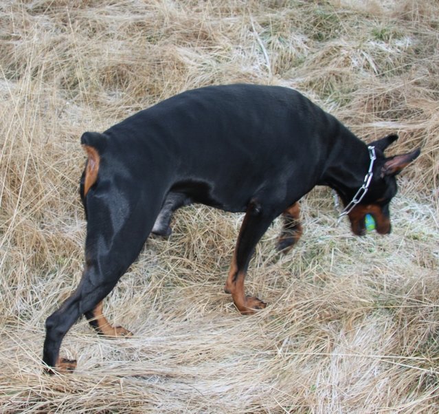 15 months old Cara's King - Herculean Dobe strenght!
This is a guesstimate, but say 105 - 110lbs ? 26-27 inches high?, something like that.
It has to be said, getting a dobe to be such a massively built animal has taken a LOT of effort in 
training and diet. We're talking about 3 sessions per day lasting 1-1,5 hours and top notch diet!!!
Fully grown this dog will most likely be 50% stronger than a normal male Doberman.
I have to say, this is Hercules with black fur!!! 

He is now pulling car tires!!! Dude!!! And he has a "buddy" it's a dog that he knows that my brother takes for trips along with this dobe.
It's a smaller faster dog with immense stamina for running. The dobe then gets a REAL workout keeping up with this other dog.
Of course he will never have the same running stamina, but higher top speed. So he takes sort of the short route and learns
how to run to close the distance between himself and the other dog so he can still keep up with him.
In the terrain this dobe is so fast up and down hill that it's just incredible to watch. This is a freekin' speedmonster! Amazing speed in
really rough terrain!!! The last say 3 months have been a massive progress in stability under high speed. All support muscles are now settling in and the tendons are now close to fully strong, so the dog can now tolerate to pull a car tire using a dog slead harness.
Bow wow! Genetically, it just does not get any better than this. Of Course this dog has been breed to be able to take all this training.
This is NOT a family or show dog, very far from it!!!