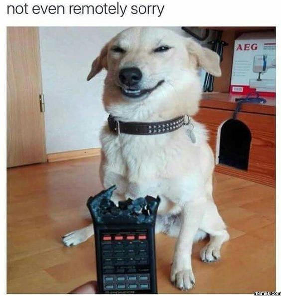 Dog