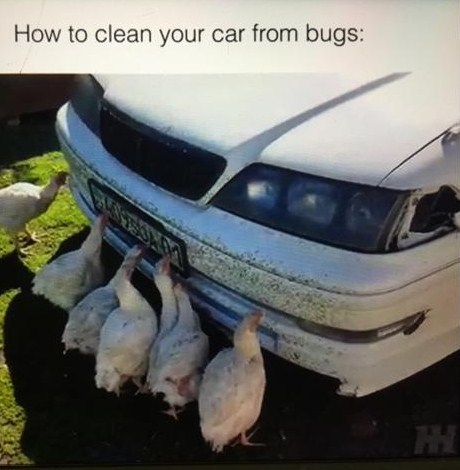 bugs