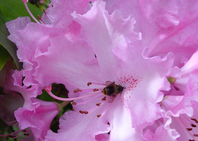 Rhododendron with a friend