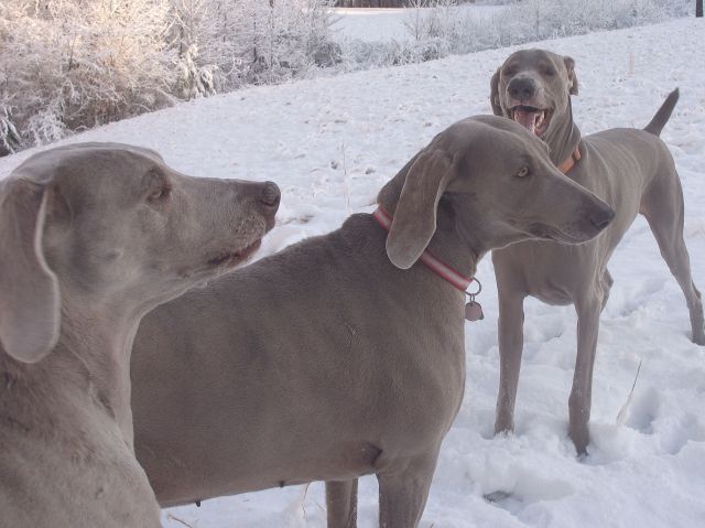 three amigos