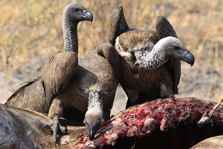 vultures-eating-meat