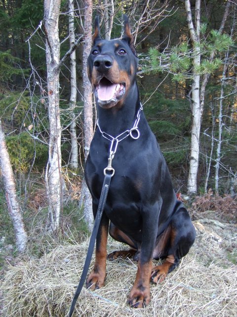 King... getting there... - What an awesome dog!!!
So kind, yet so immensely wild at the same time...
A massive Doberman. A brute of a boy. 
Thunderous bark, insane speed and stamina!!!

I'm so lucky to have been included into his heart. 
Being close to an animal, seing the trust and the "love" that is in it's eyes.
It is awesome!!! it is just a beautiful thing!!! Golly!!!

And yet he is still like a little puppy, so loving and tender!!!!
Gosh! I love this animal!!! 

Thunder King, age 15 months... 

Dogs are so lovely!!! Ahhh!!!! (He's 18 months now and will change...) 
It's rather exciting really, and a bit scary. He will become what is known as a "male" ...
The 18-19 month's old dobe chooses who he likes... I just hope he will remember me and still include!!!
Awwwww... what a dobe!!! 
My brother owns a beautiful animal, and I really look forward to continue to help training him!

I've never seen a more muscular Dobe ever!! Not on the web, not in real life. He really is a super Dobe this one!!! 
He's like this dude here: http: /www.youtube.com/watch?v=32xro W 4St ZU (Lee Priest)