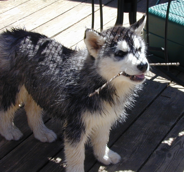 Kodi_pup5