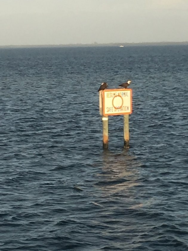 Bald-eagles---Pine-Island-Sound---3