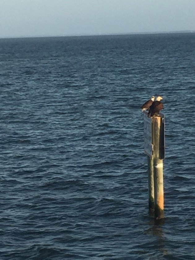 Bald-eagles---Pine-Island-Sound---5