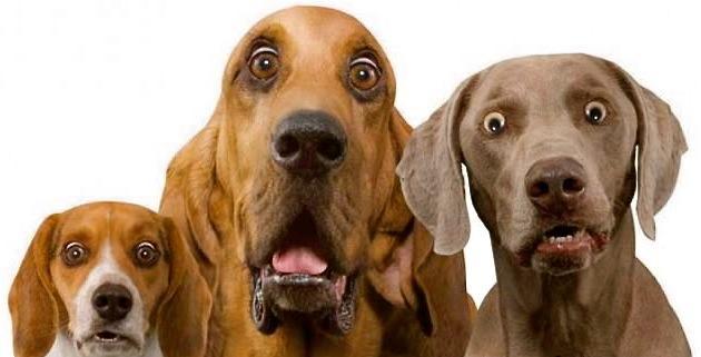 3-dogs