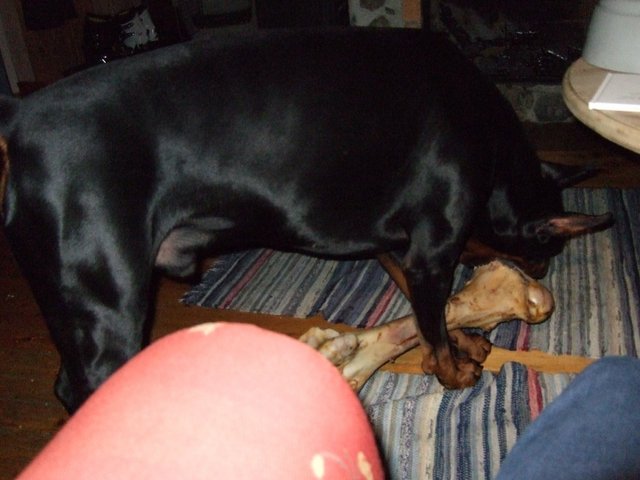 King size dog... - That is a femur bone from an oxen that dog is eating...
Oh my... he is big!
freekish jaw strenght!
Now, strangely enough this dog is not possesive of objects.
So, I can actually take the bone from him, now that is because he knows me!
If he didn't... well, that would be a sort of bad Idea!!!
OI!!!
To site LT. Worf... "I am a Klingon...sir"
This is part Targ and part Doberman... Oh ya!