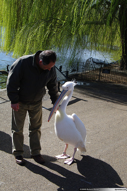 Big_Bird!