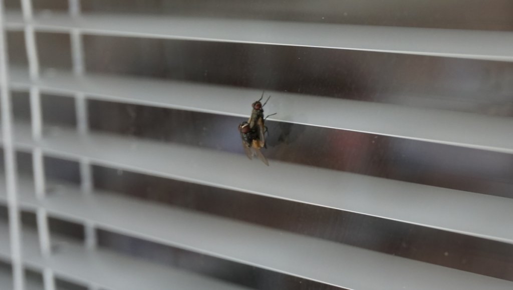 (Untitled)