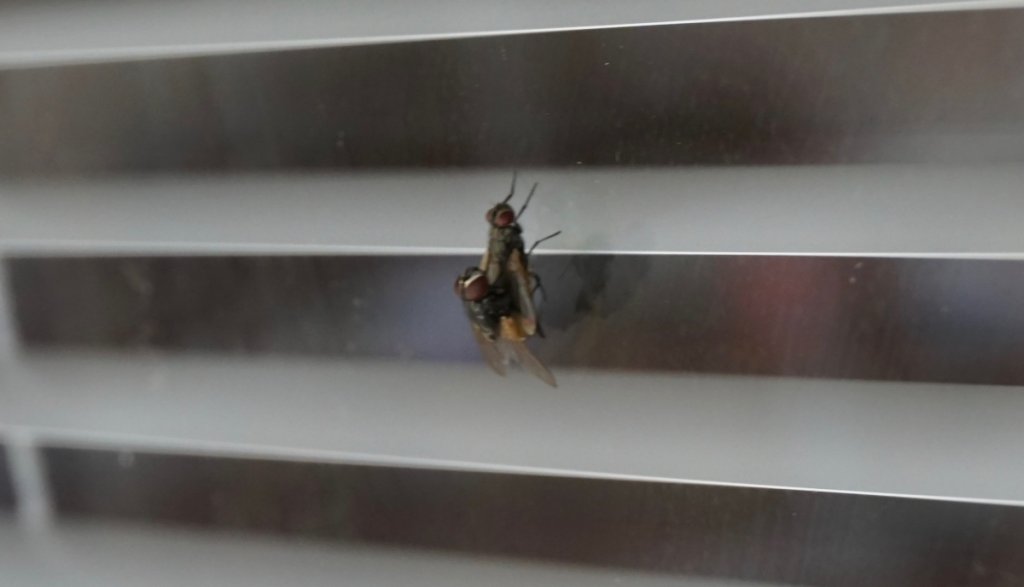 (Untitled)