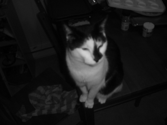 My Manx cat enjoying the tunes...