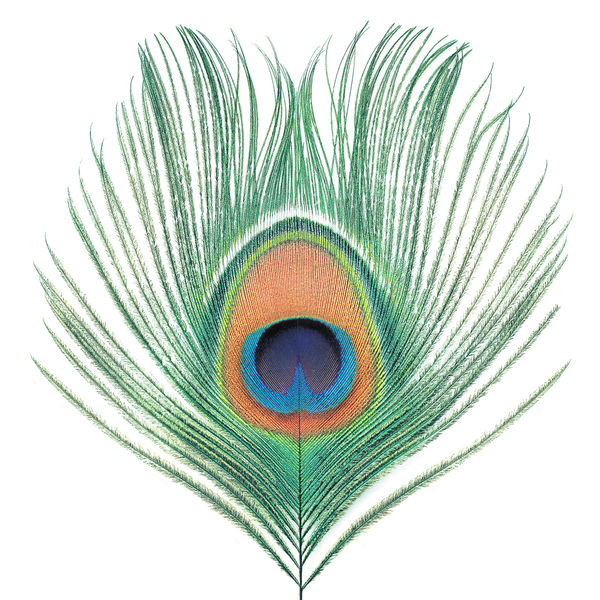 XTC - Apple Venus