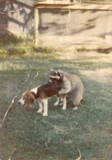hunting-dog