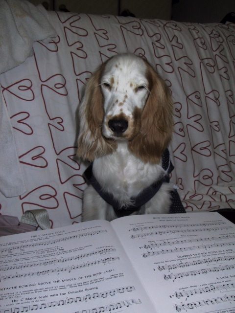 Freckles, the English Cocker Spaniel, seems to doze off & fall asleep whenever the violin is played. (She is trying her hand...ahem! paw at reading notes upside down).