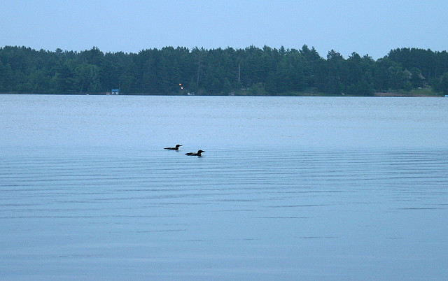loon
