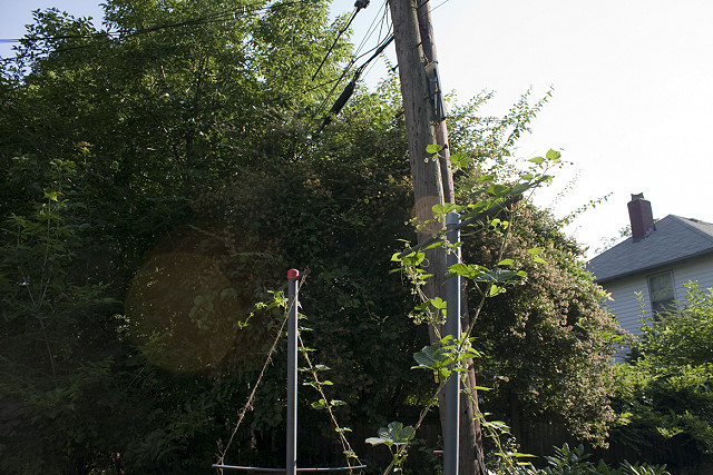Hops 09