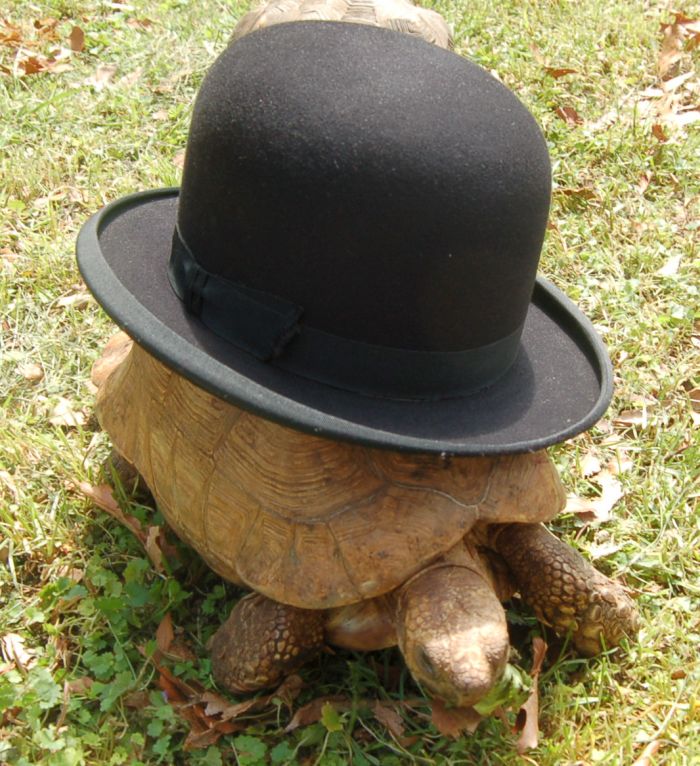 tbower