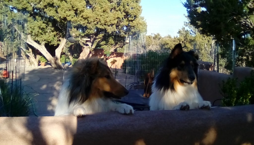 Romulus and Remus. One year old crazy pups.
They would have loved Precious.