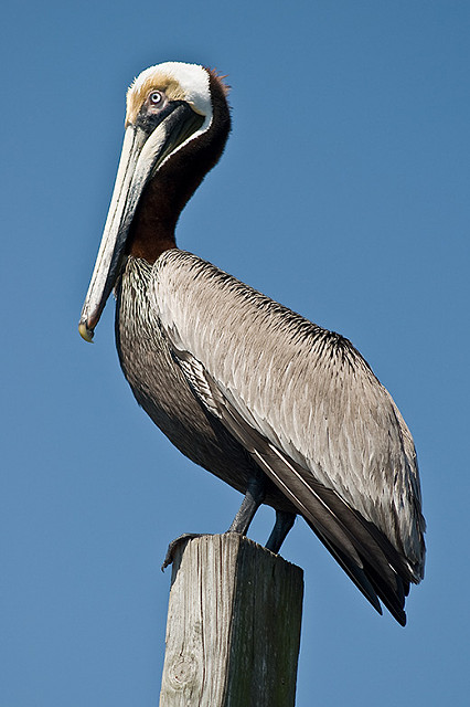 Oak-Island-Kayak-2008-10-780x